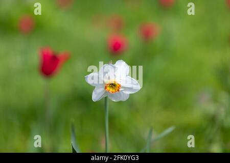 Nahaufnahme eines einzelnen weißen Narcissus, der im Frühjahr in einem britischen Garten vor einem verschwommenen grünen Hintergrund blüht. Stockfoto