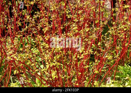 Die roten Stämme des sibirischen Dogwood. Stockfoto