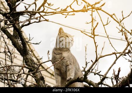 Schönes graues Kätzchen auf einem Baum. Haustier. Tier. Selektiver Fokus Stockfoto