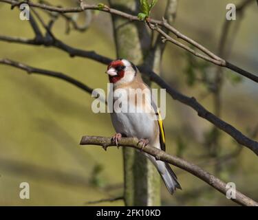 Europäischer Goldfink, C. carduelis. Stockfoto