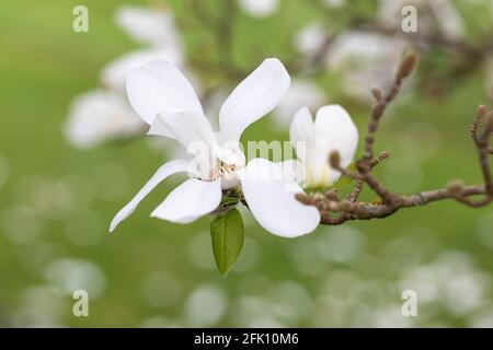 Nahaufnahme einer weißen Magnolia × loebneri Merrill Blüte, die im Frühling in einem britischen Garten blüht. Stockfoto