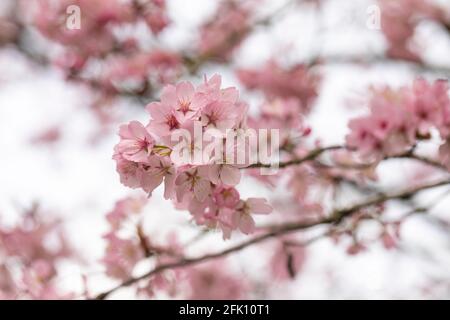 Nahaufnahme der rosa Prunus sargentii Sargent Kirschblüte Im Frühjahr in Großbritannien Stockfoto