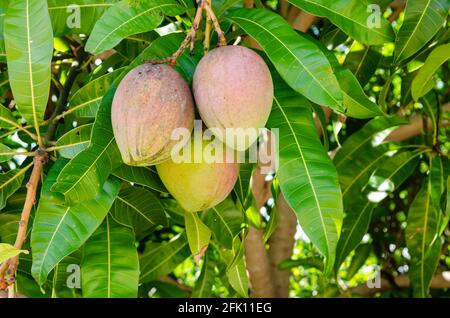 Ein Haufen Julie Mangos Stockfoto