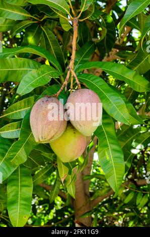 Ein Haufen Reifer Julie Mangos Stockfoto