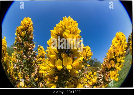 Eine verzerrte Fischauge-Ansicht eines Gorse-Busches in voller Höhe Blume an einem hellen sonnigen Tag im Castel Drogo Gutsgärten Stockfoto