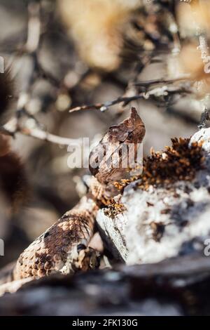 Die Nase der gehörnten Viper guckert hinter dem Stein hervor Stockfoto