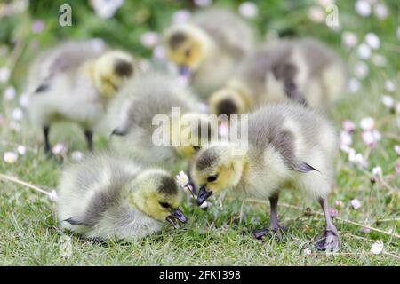Kanadas Gänseküken, die Gras fressen. Stow Lake, San Francisco, Kalifornien, USA. Stockfoto