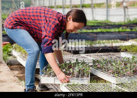 Ehrliches Porträt einer glücklichen Frau, die in einem Gewächshaus arbeitet. Konzept: Nachhaltige Landwirtschaft, natürliche Nahrungsmittelindustrie Stockfoto