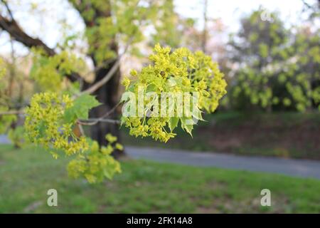 Ein Haufen Norwegenahorn blüht im Frühling Stockfoto