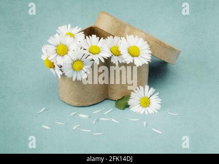 Mini-Gänseblümchen in einer herzförmigen Geschenkbox Stockfoto