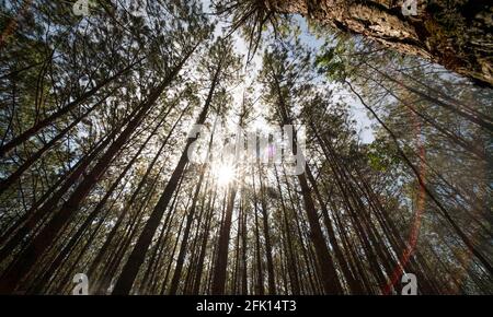 Blick von oben oder unten auf Pinien im Wald bei Sonnenschein. Lizenzfreie hochwertige Stock Foto Bild szenische Ansicht von großen und hohen Kiefern Stockfoto