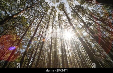 Blick von oben oder unten auf Pinien im Wald bei Sonnenschein. Lizenzfreie hochwertige Stock Foto Bild szenische Ansicht von großen und hohen Kiefern Stockfoto