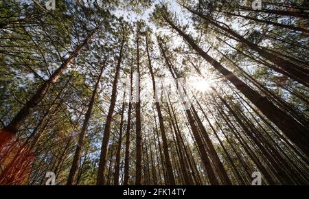 Blick von oben oder unten auf Pinien im Wald bei Sonnenschein. Lizenzfreies hochwertiges kostenloses Stock-Foto-Bild, das in Kiefernwald bis zum Baldachin aufschaut Stockfoto