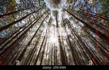 Blick von oben oder unten auf Pinien im Wald bei Sonnenschein. Lizenzfreies hochwertiges kostenloses Stock-Foto-Bild, das in Kiefernwald bis zum Baldachin aufschaut Stockfoto