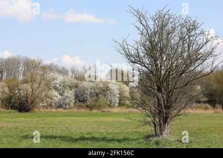 Uferlandschaft auf dem Tegeler Fließ in Schildow im Land Brandenburg im Frühling Stockfoto