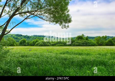 Naturlandschaft mit blühenden Weiden von weißen wild wachsenden Narzissen Blumen. Narcissus-Tal in den ukrainischen Karpaten, Khust, Ukraine Stockfoto