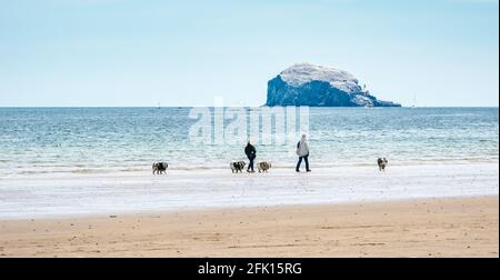 Paare mit Hunden, die am Sandstrand von Yellowcraig mit Blick auf die Bass Rock Gannet Colony Island in Firth of Forth, East Lothian, Schottland, Großbritannien, spazieren gehen Stockfoto