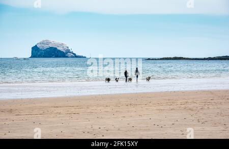 Paare mit Hunden, die am Sandstrand von Yellowcraig mit Blick auf die Bass Rock Gannet Colony Island in Firth of Forth, East Lothian, Schottland, Großbritannien, spazieren gehen Stockfoto