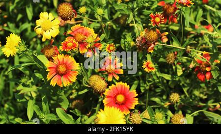 gänseblümchen im Garten Stockfoto