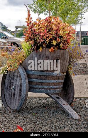 Fass als Blumentopf in Astoria Oregon verwendet - Vereinigte Staaten von Amerika Stockfoto