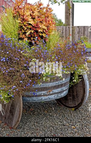 Fass als Blumentopf in Astoria Oregon verwendet - Vereinigte Staaten von Amerika Stockfoto