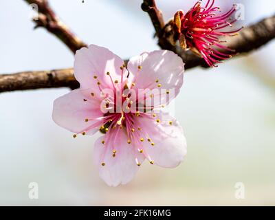 Nahaufnahme der frischen rosa Kirschblüte auf einem Baum Stockfoto