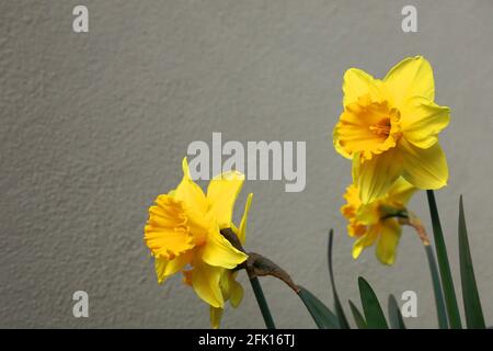 Narcissus pseudonarcissus vor einer Wand Stockfoto