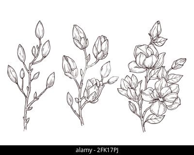 Magnolia-Skizze. Kunst Blumenblüten Zweig und Blumen Haufen. Zeichnung romantische Frühlingspflanzen, Natur, grafische botanische Vektor-Illustration Stock Vektor