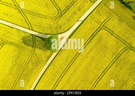 Luftaufnahme eines breiten Rapsölpflanzen landwirtschaftliches Feld von vielen gelb blühenden Blooson, typisches Drohnenfoto für ein Frühjahrskonzept. Stockfoto
