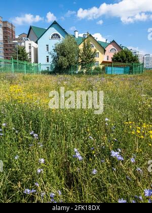 Rasen mit blühenden Wildkräutern in der Stadt Moskau, Russland Stockfoto