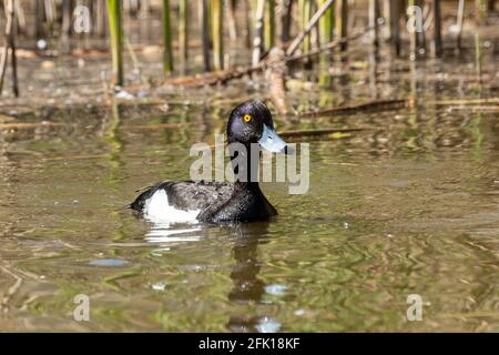 Getuftete Ente (Aythya fuligula) Männchen auf Wasser, Großbritannien Stockfoto