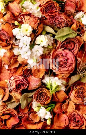 Nahaufnahme der schönen botanischen Komposition mit trockenen Rosen, Blütenblättern und weißen Blüten. Flach liegend. Floraler Hintergrund Stockfoto