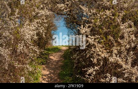 Ein Pfad in Chiltern Hills, umgeben von blühender Natur, High Wycombe, Buckinghamshire, England Stockfoto