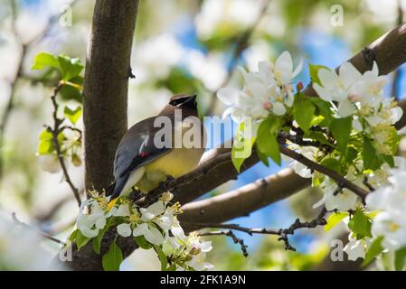 Cedar Waxwing in all seinen Farben, während es in einem Krabbelbaum eingebettet ist. Stockfoto