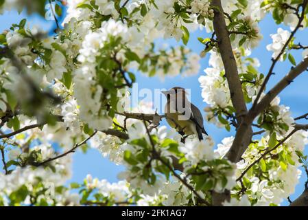 Zedernwachflügel, umgeben von Krabbelblüten mit blauem Himmel. Diese Zugvögel erscheinen im Frühling, um die Blüten zu genießen. Stockfoto