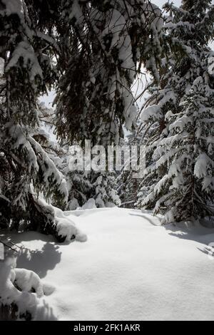 Blick auf die Lichtung im schneebedeckten Wald Stockfoto