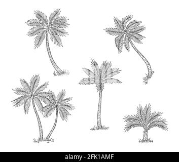 Palmenskizze. Isolierter exotischer Regenwald, Kokosnussbaum. Küste oder Strand handgezeichnete Flora, schwarze Gravur botanische Vektorelemente Stock Vektor