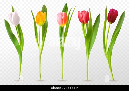 Bunte Tulpen. Schöne Tulpenknospen, Frühlingsblumen Design für Grußkarte 8 märz oder Muttertag, florale Elemente realistische Vektor-Set Stock Vektor