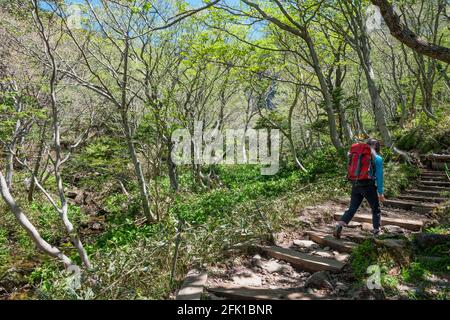 Auf dem Yeongsil Wanderweg nach Hallasan auf der Jeju Insel Stockfoto