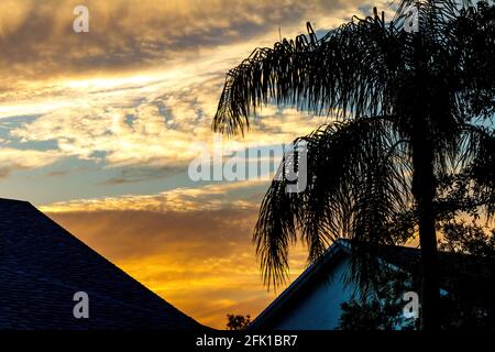 Sonnenuntergang in Südflorida über Wohnhäusern mit Silhouette von Palmenhäusern. Tiefblaue und orange Sonne tief am Horizont hinter Cirrus, nicht Cumulus. Stockfoto