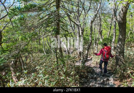 Auf dem Yeongsil Wanderweg nach Hallasan auf der Jeju Insel Stockfoto