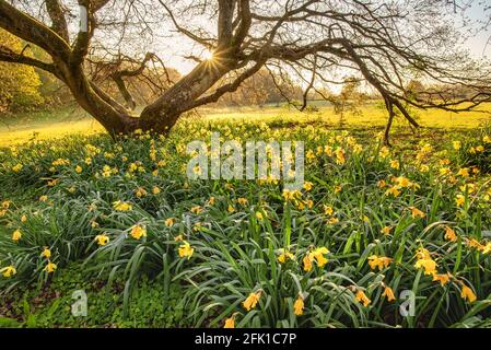 Das Narzissus-Feld kennt auch einen Daffodil im Chorleywood Park, Hertfordshire, England Stockfoto