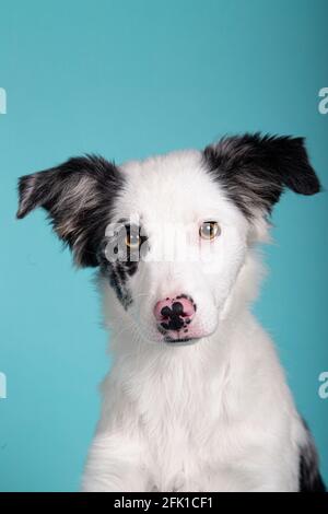 Studio-Porträt von schönen Welpen Hund Grenze Collie isoliert auf einem blauen Hintergrund. Vertikales Bild Stockfoto