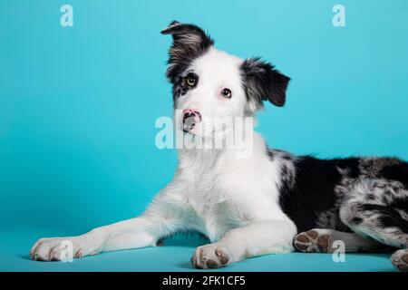 Border blau Collie Welpen liegen auf isolierten blauen Hintergrund Stockfoto
