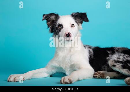 Wunderschöne Bordüre blauen Collie auf isolierten blauen Hintergrund Stockfoto