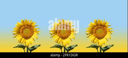 Drei schöne bunte Sonnenblumen in einer Reihe vor einem gelb-blauen Hintergrund. Stockfoto