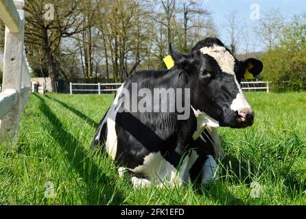Eine Milchkuh, die auf einem Feld liegt. Es handelt sich um eine Holstein-Friesenkuh, die für die Milchindustrie verwendet wird. Stockfoto
