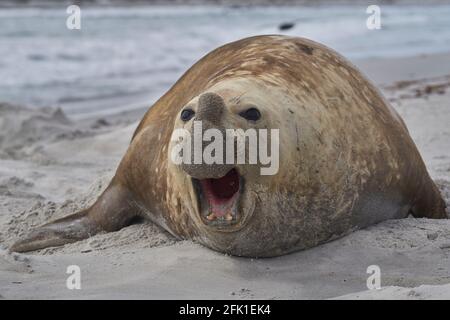 Große männliche Südlicher See-Elefant (Mirounga leonina leonina) während der Brutzeit auf Sea Lion Island in den Falkland Inseln. Stockfoto