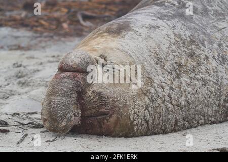 Große männliche Südlicher See-Elefant (Mirounga leonina leonina) während der Brutzeit auf Sea Lion Island in den Falkland Inseln. Stockfoto