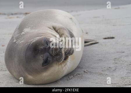 Südliche Elefantenrobben (Mirounga leonina) an der Küste von Sea Lion Island auf den Falklandinseln. Stockfoto